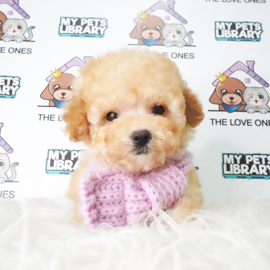 MKA Tiny Poodle Puppy (Female) For Sale