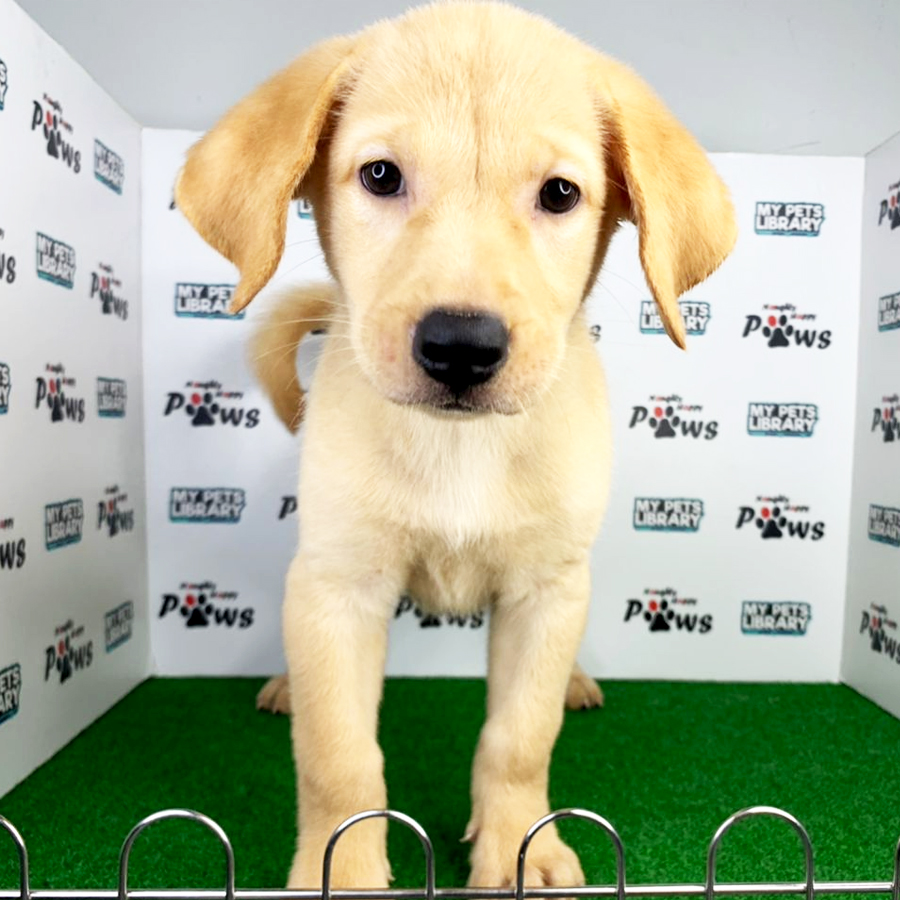 Labrador Retriever Puppy (Female) For Sale
