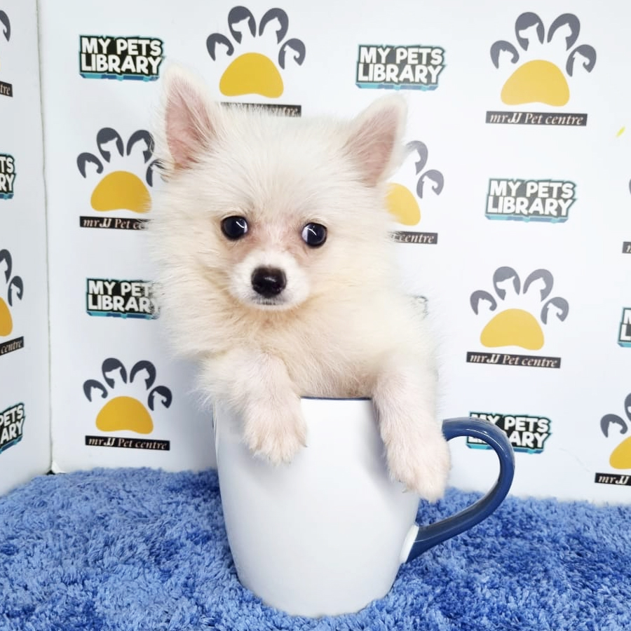 Pomchi Puppy (Male) For Sale