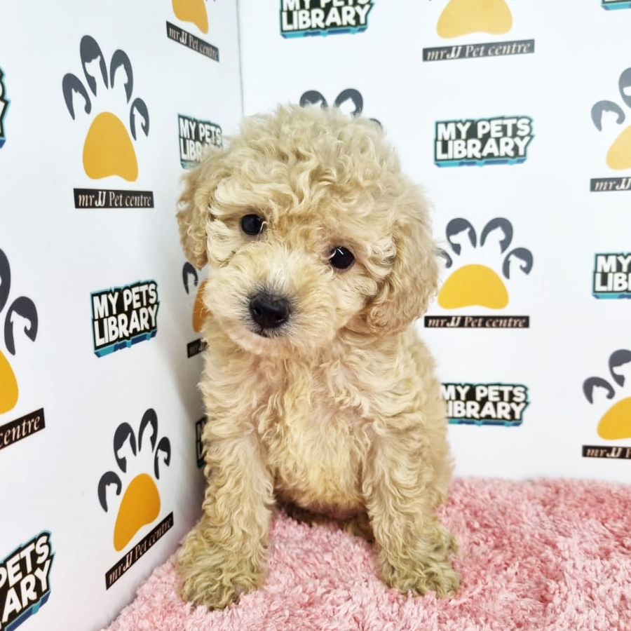 Toy Poodle Puppy (Female) For Sale