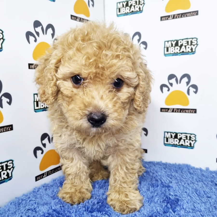 Toy Poodle Puppy (Male) For Sale