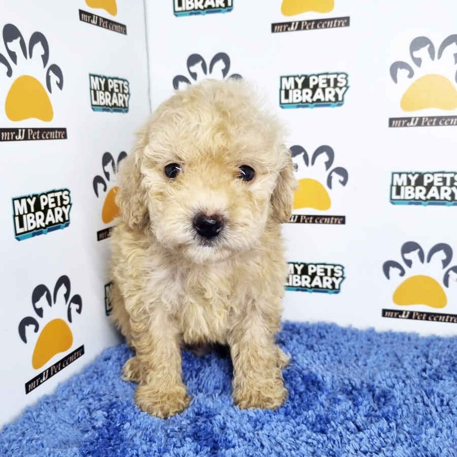 Toy Poodle Puppy (Male) For Sale