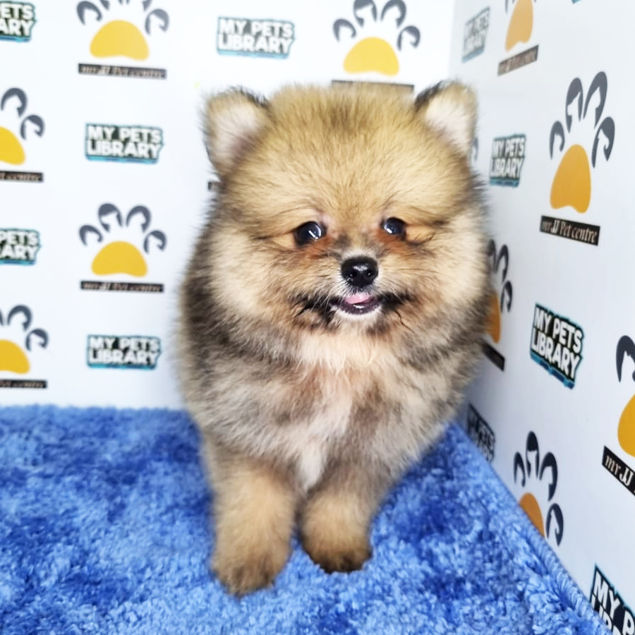 Pomeranian Puppy (Male) For Sale