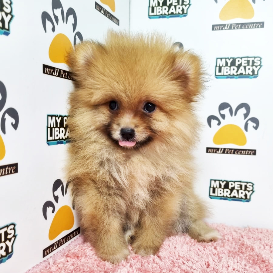 Pomeranian Puppy (Female) For Sale