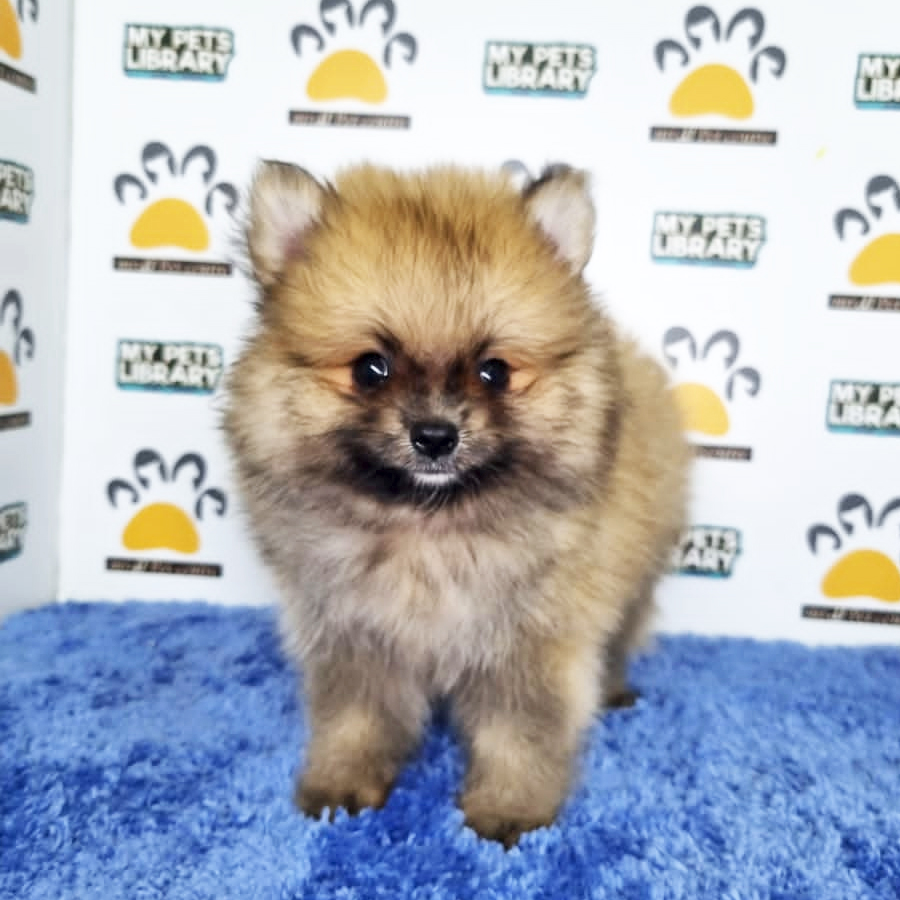Pomeranian Puppy (Male) For Sale