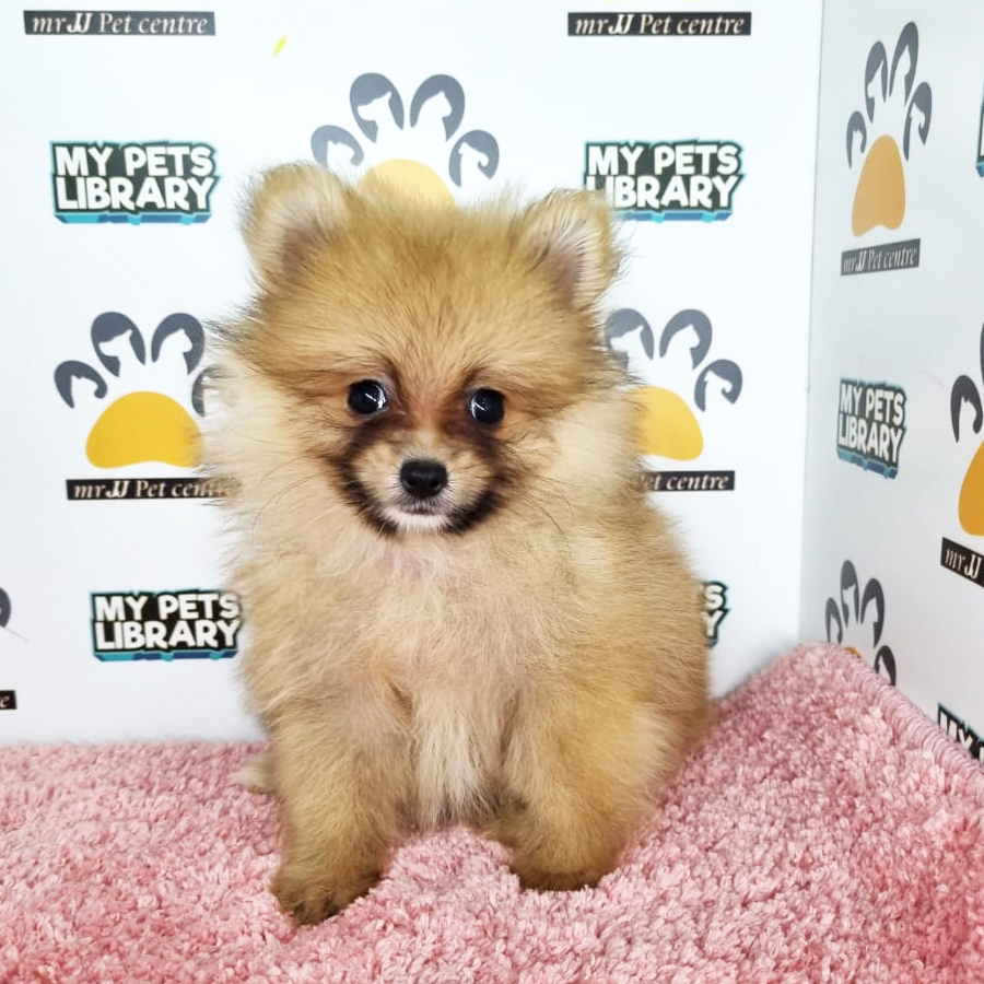 Pomeranian Puppy (Female) For Sale