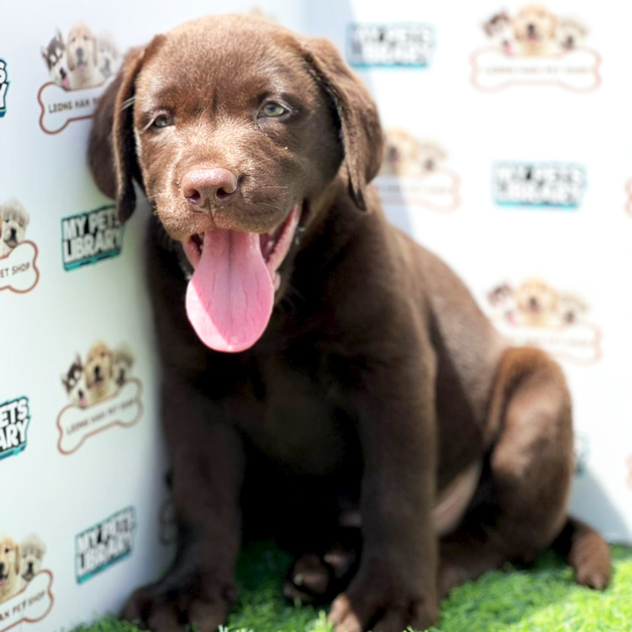 Labrador Puppy (Male) For Sale