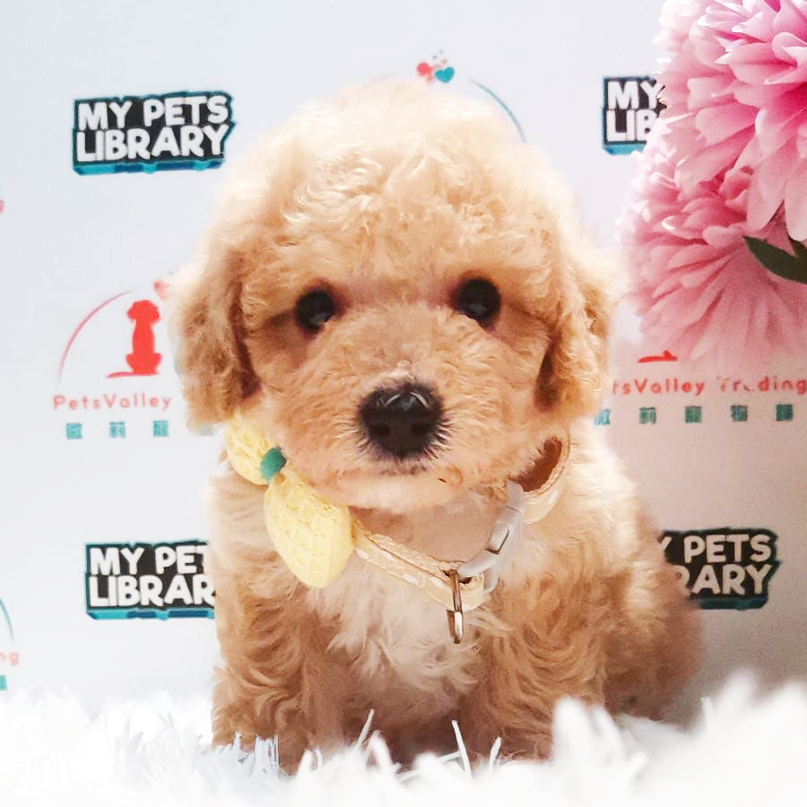 Toy Poodle Puppy (Female) For Sale