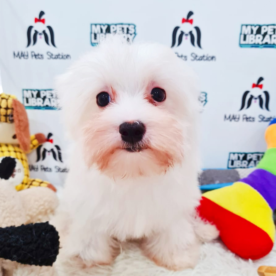 Tiny Maltese Puppy (Male) For Sale