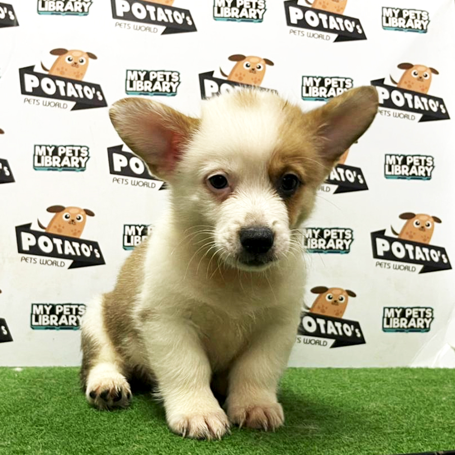 Welsh Corgi Puppy (Male) For Sale