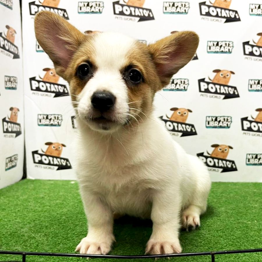 Welsh Corgi Puppy (Female) For Sale