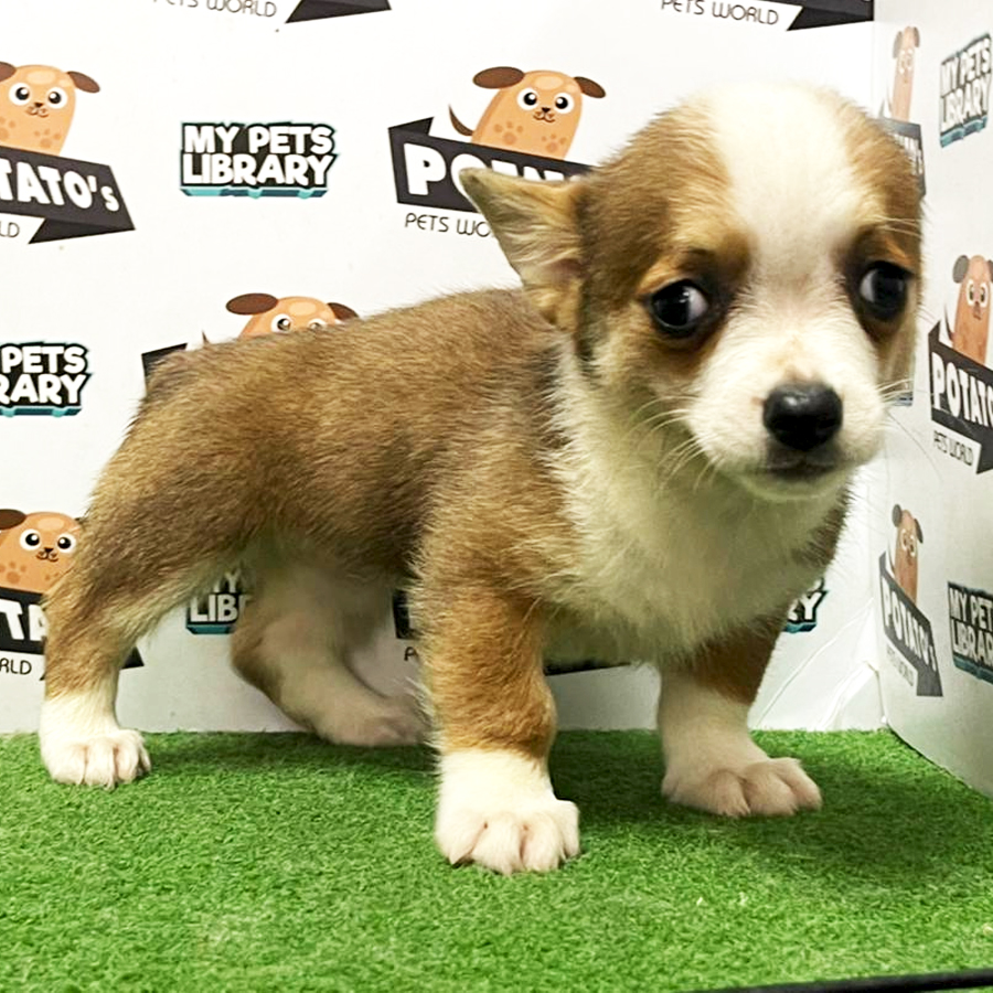Welsh Corgi Puppy (Female) For Sale