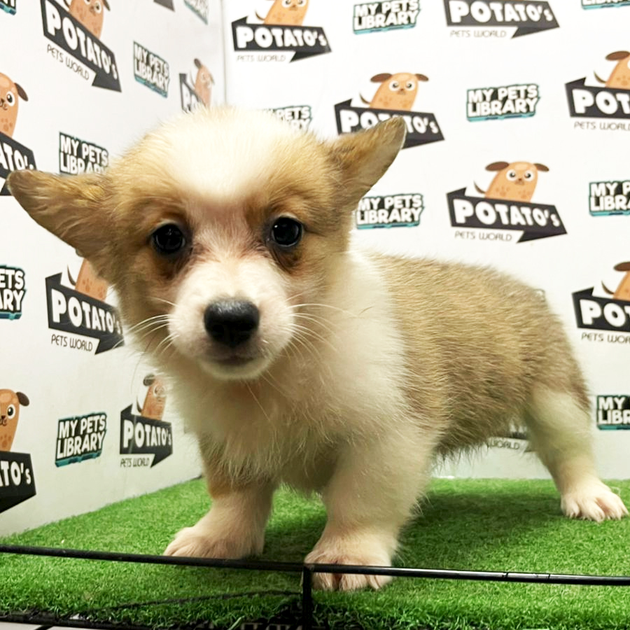Welsh Corgi Puppy (Female) For Sale