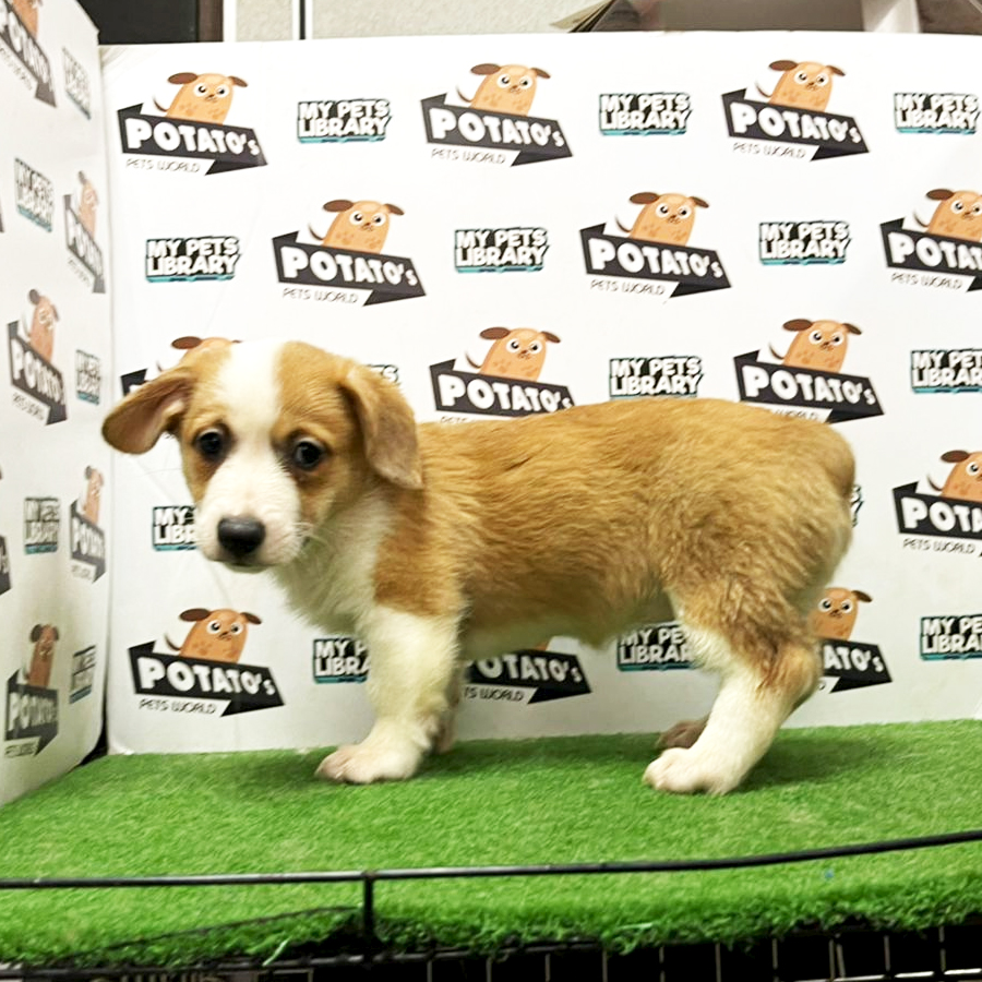 Welsh Corgi Puppy (Female) For Sale