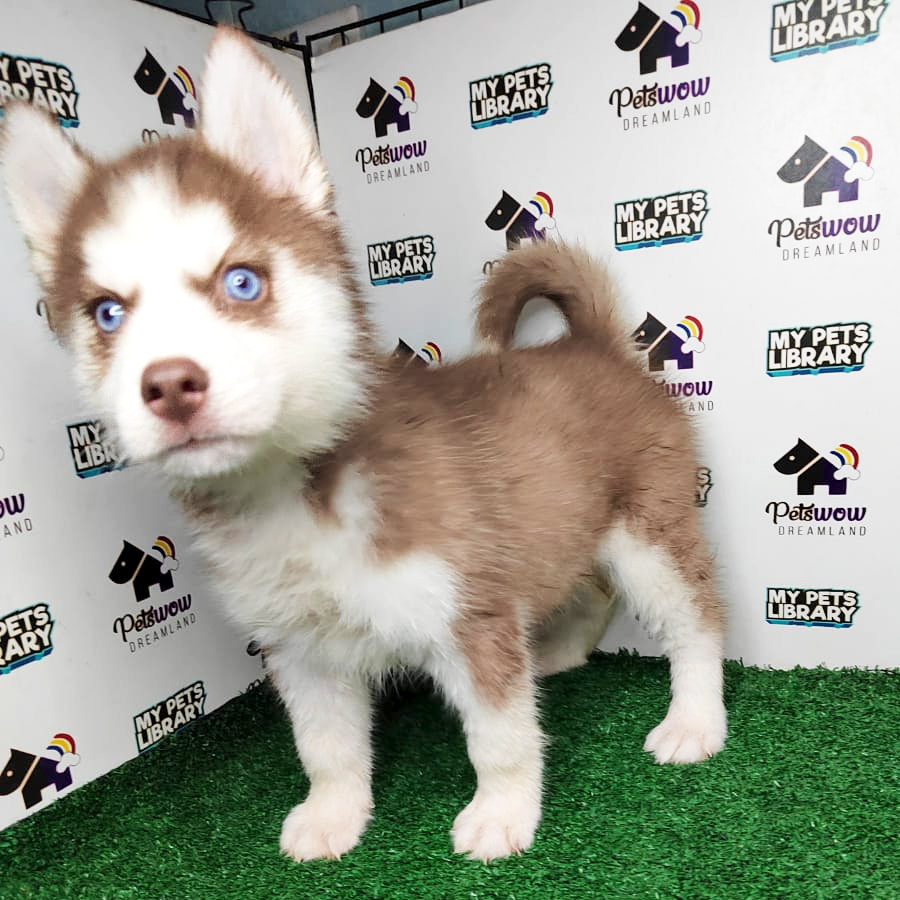 Siberian Husky Puppy (Female) For Sale