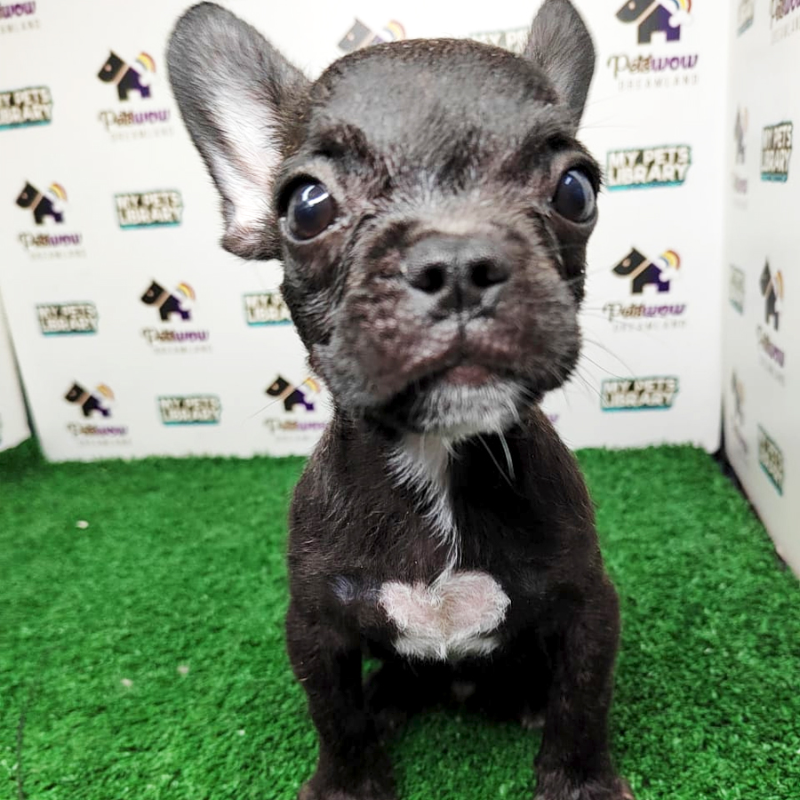French Bulldog Puppy (Male) For Sale