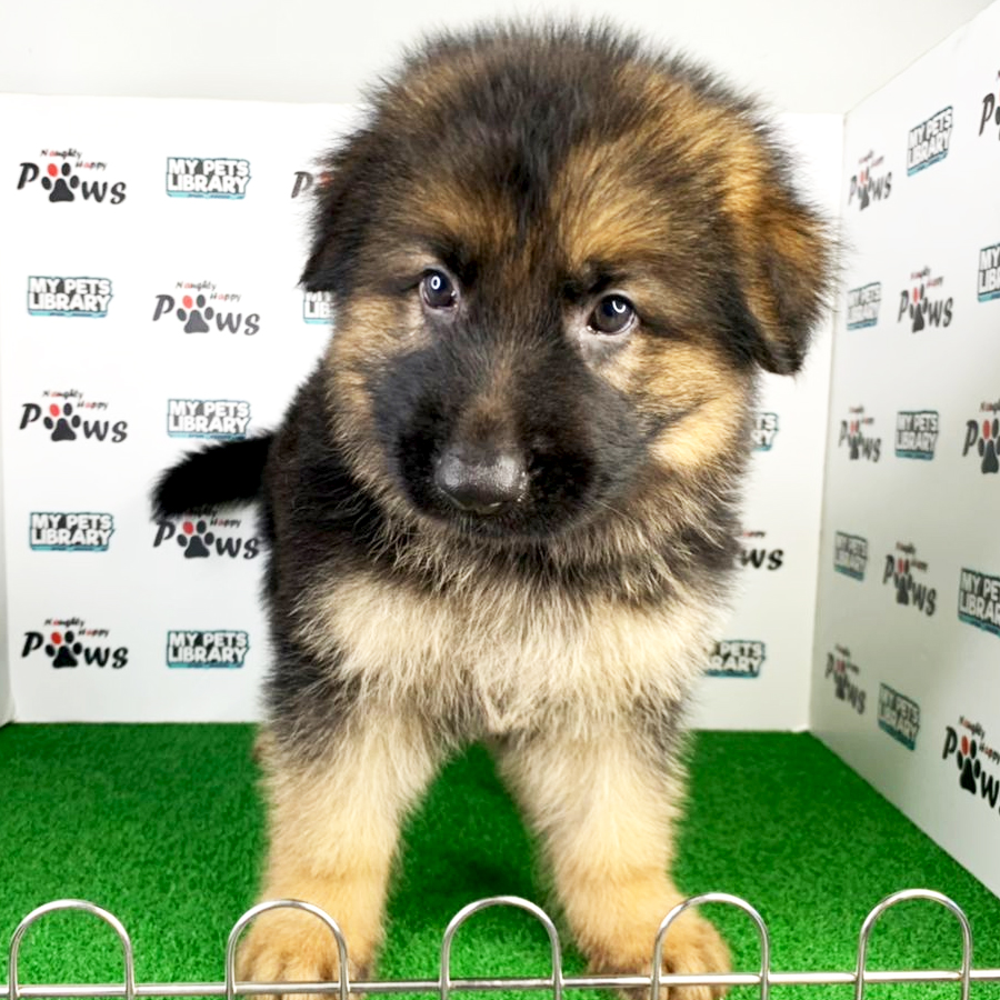 German Shepherd  Puppy (Male) For Sale