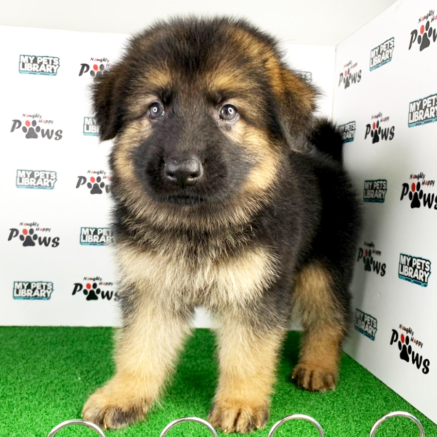 German Shepherd  Puppy (Male) For Sale