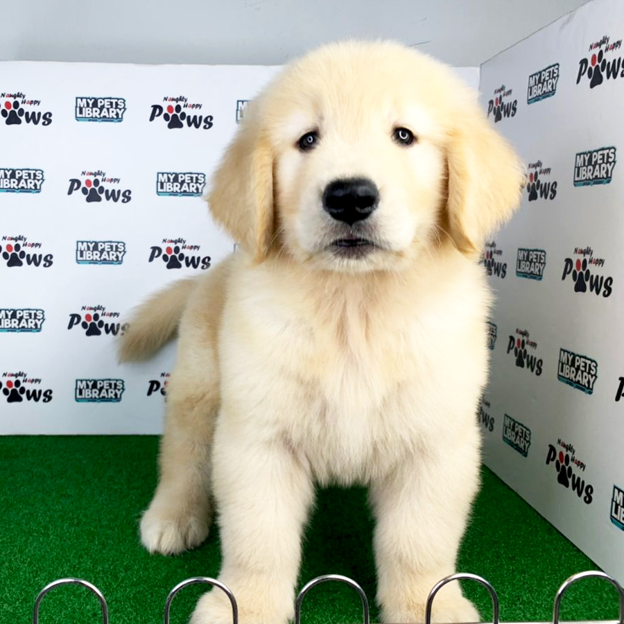 Golden Retriever Puppy (Male) For Sale