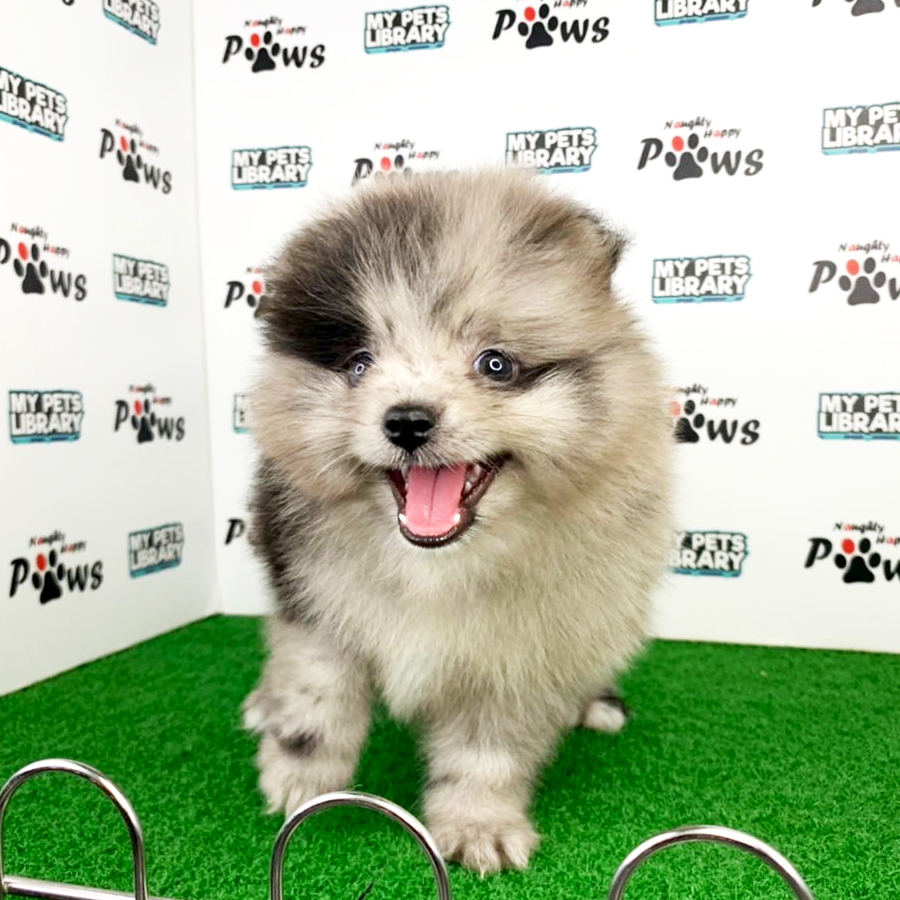Pomeranian Puppy (Female) For Sale