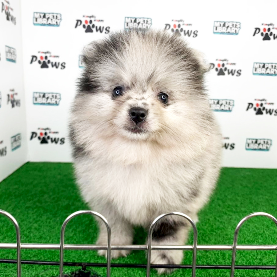 Pomeranian Puppy (Male) For Sale