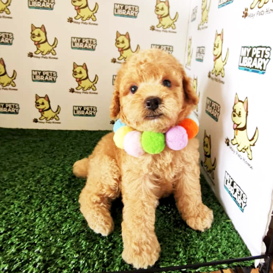 Toy Poodle Puppy (Male) For Sale