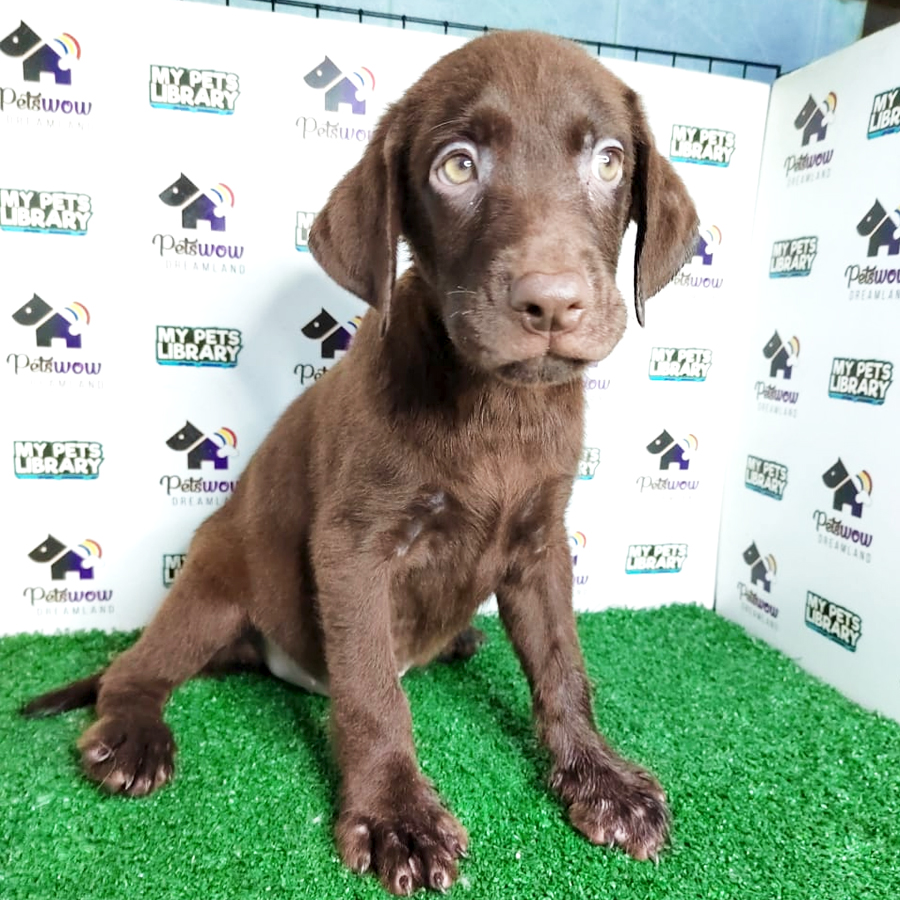 MKA Labrador Puppy (Male) For Sale