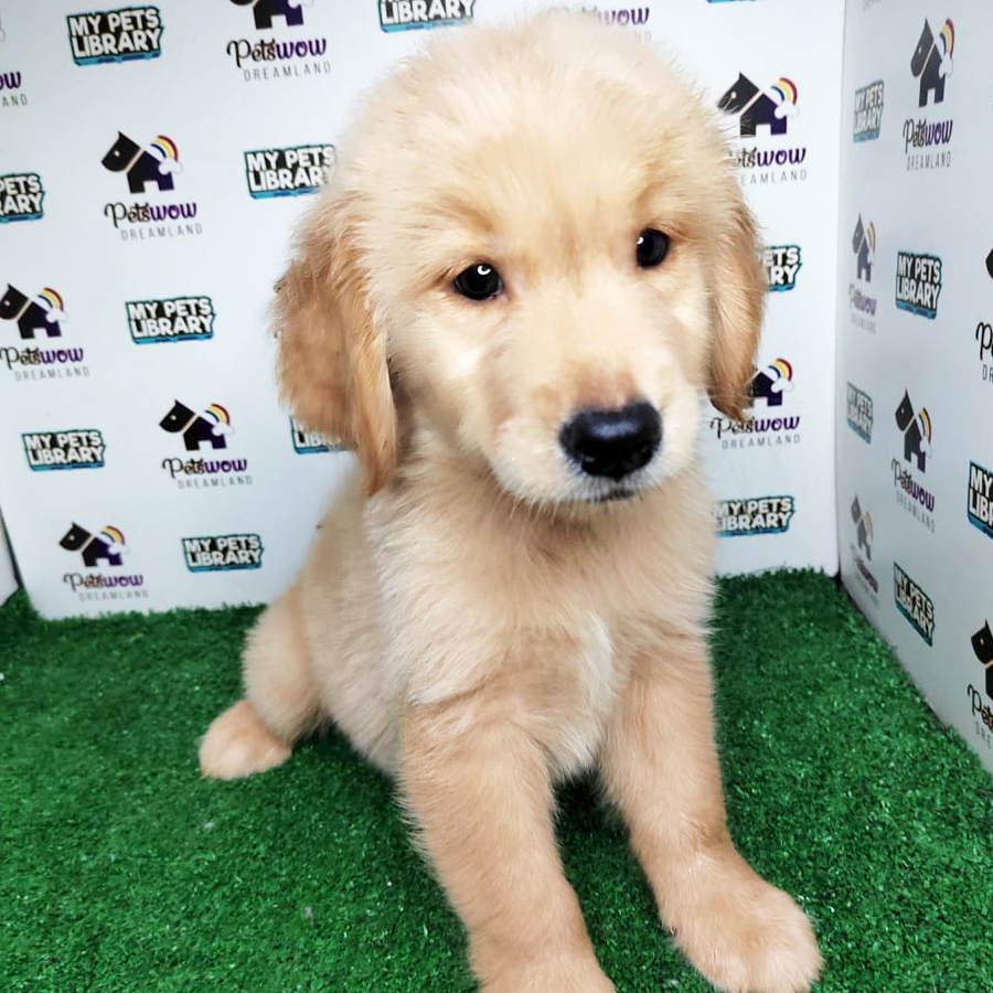 MKA Golden Retriever Puppy (Male) For Sale