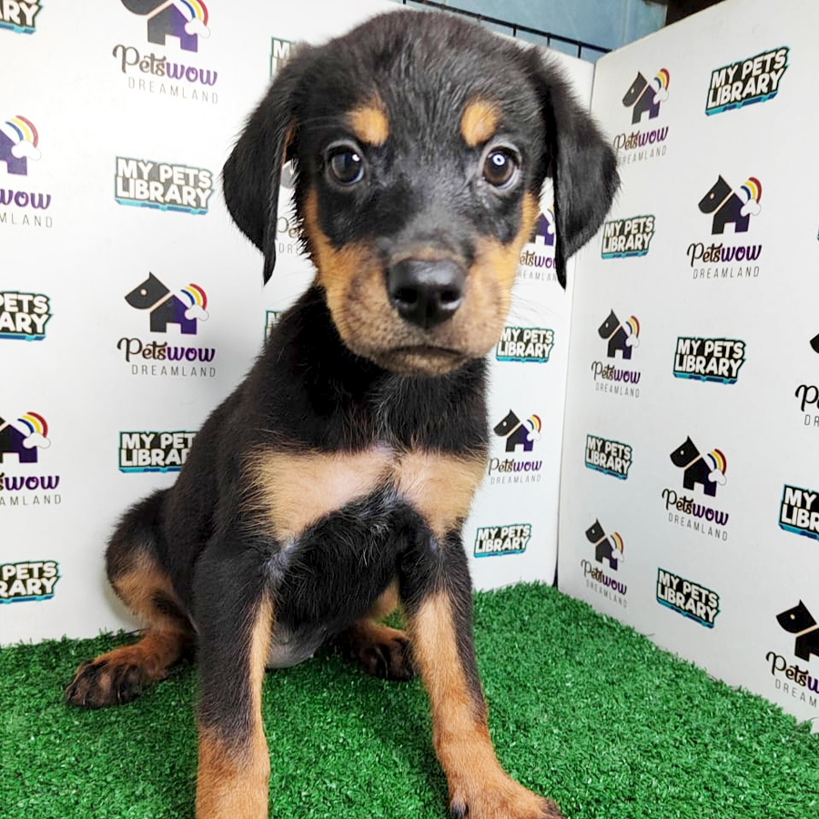 Rottweiler Puppy (Female) For Sale