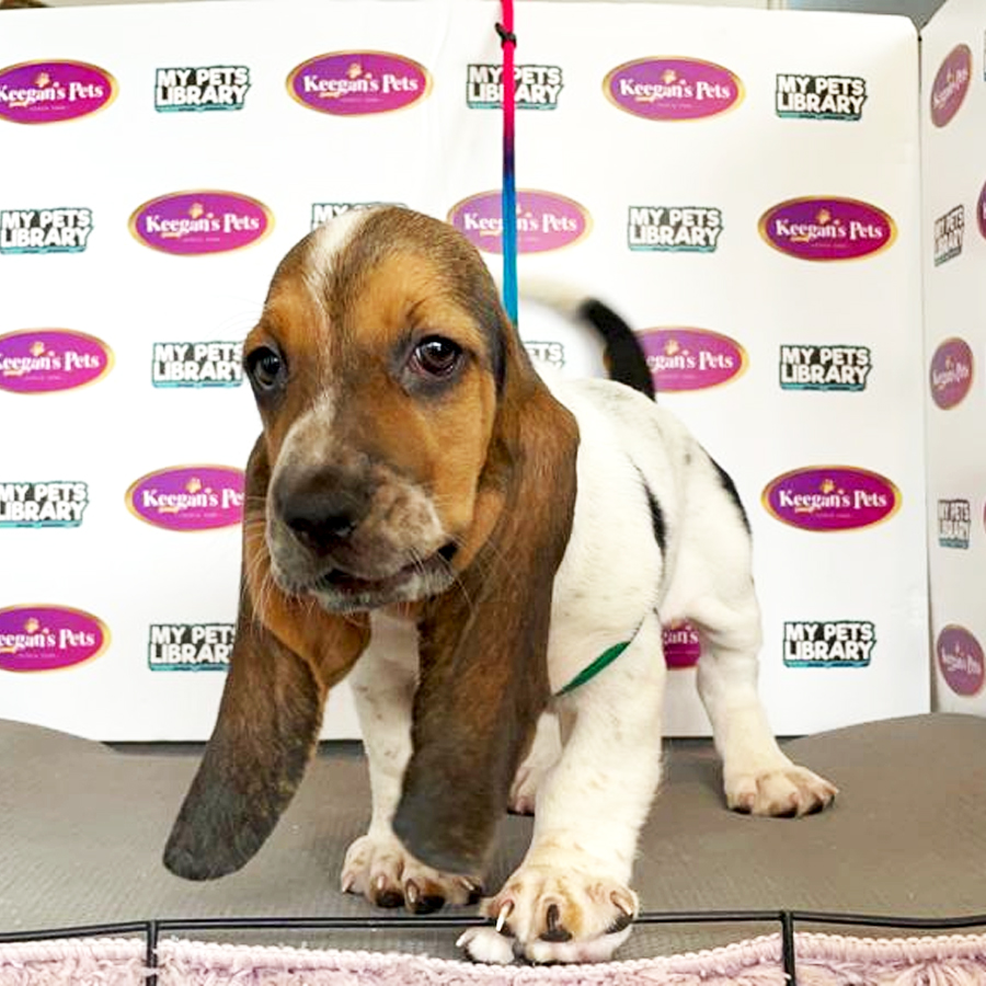 Basset Hound Puppy (Female) For Sale