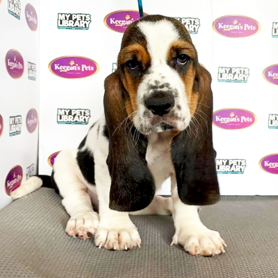 Basset Hound Puppy (Female) For Sale