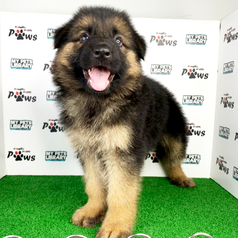 German Shepherd  Puppy (Female) For Sale