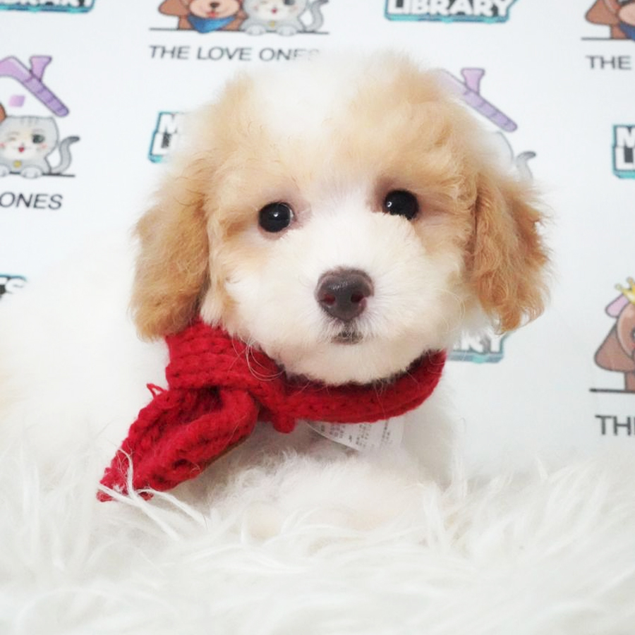 MKA Toy Poodle Puppy (Female) For Sale