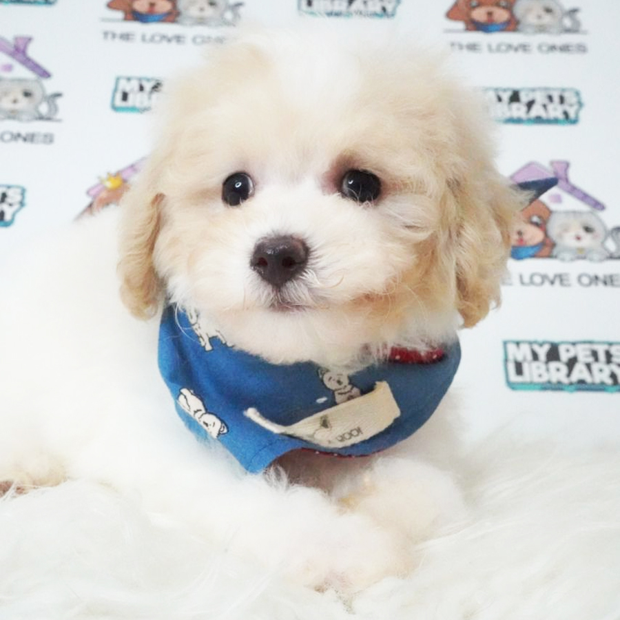 MKA Toy Poodle Puppy (Male) For Sale