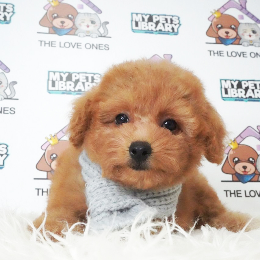 Toy Poodle Puppy (Male) For Sale