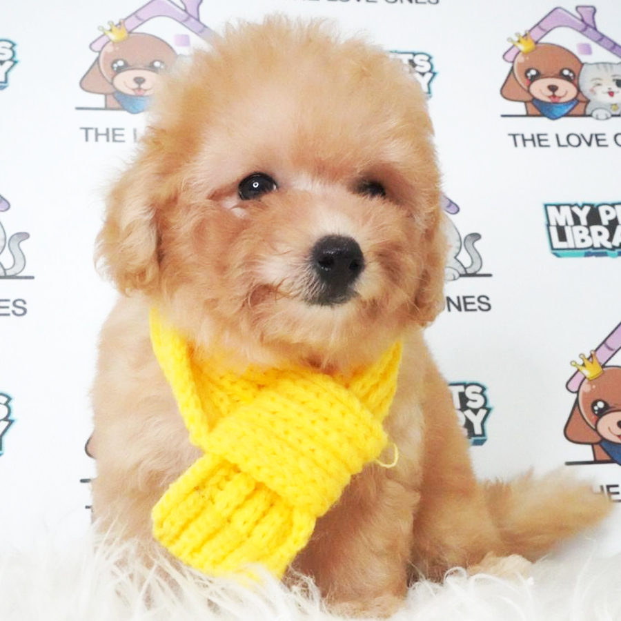 Toy Poodle Puppy (Male) For Sale