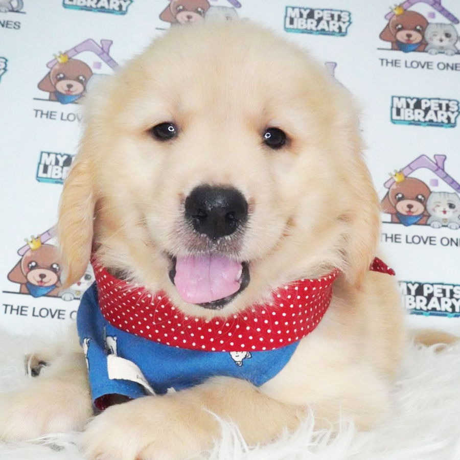 MKA Golden Retriever Puppy (Male) For Sale