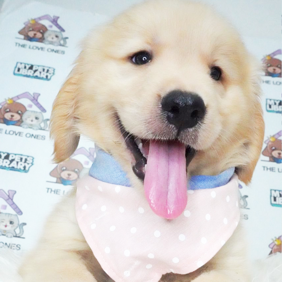 MKA Golden Retriever Puppy (Female) For Sale