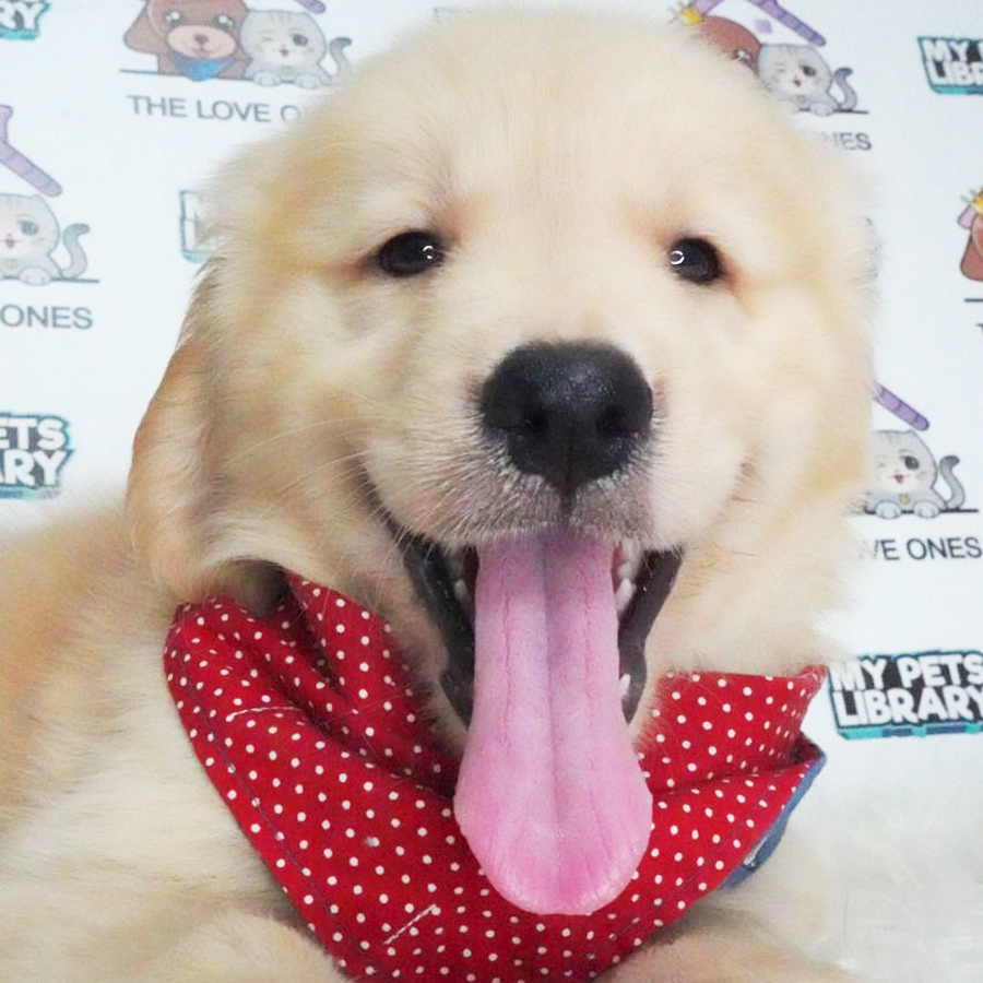 MKA Golden Retriever Puppy (Female) For Sale