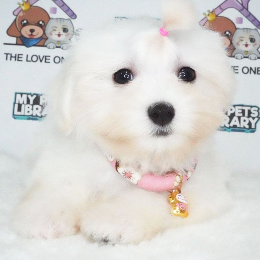 Tiny Maltese Puppy (Female) For Sale
