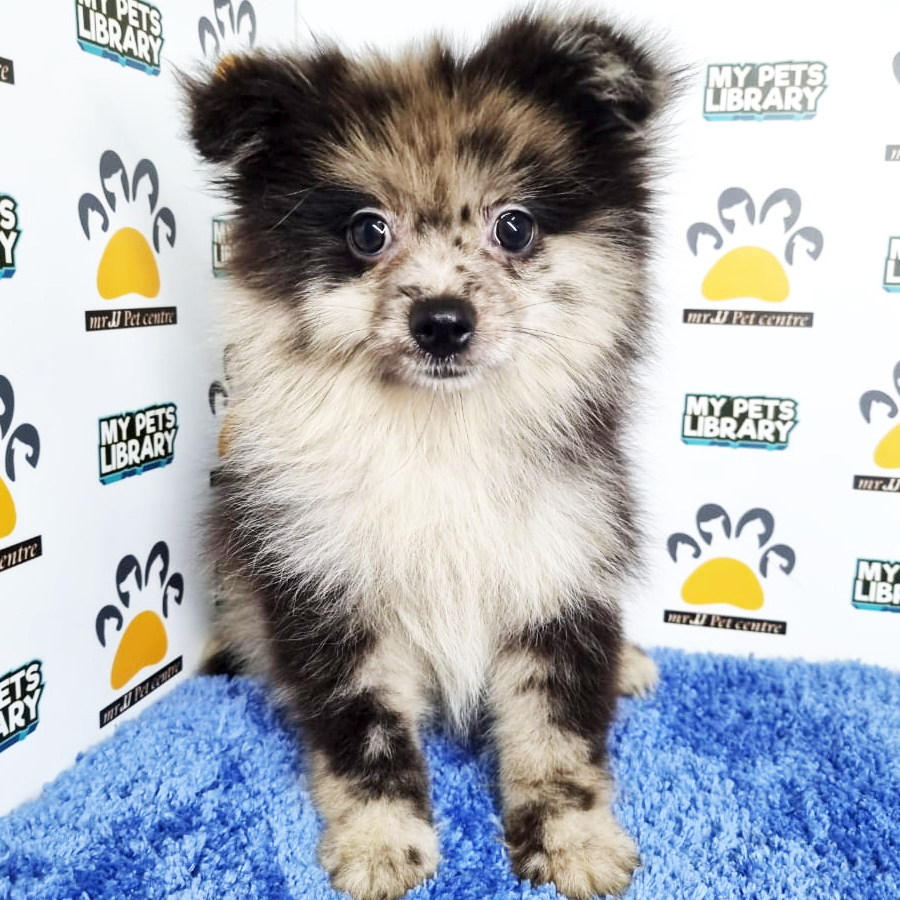 Pomeranian Puppy (Male) For Sale