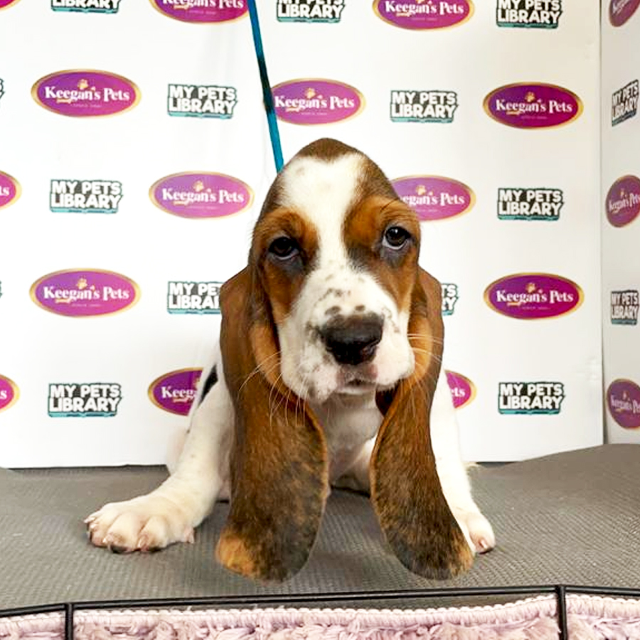 Basset Hound Puppy (Female) For Sale