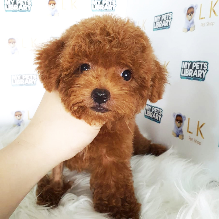 Toy Poodle Puppy (Male) For Sale