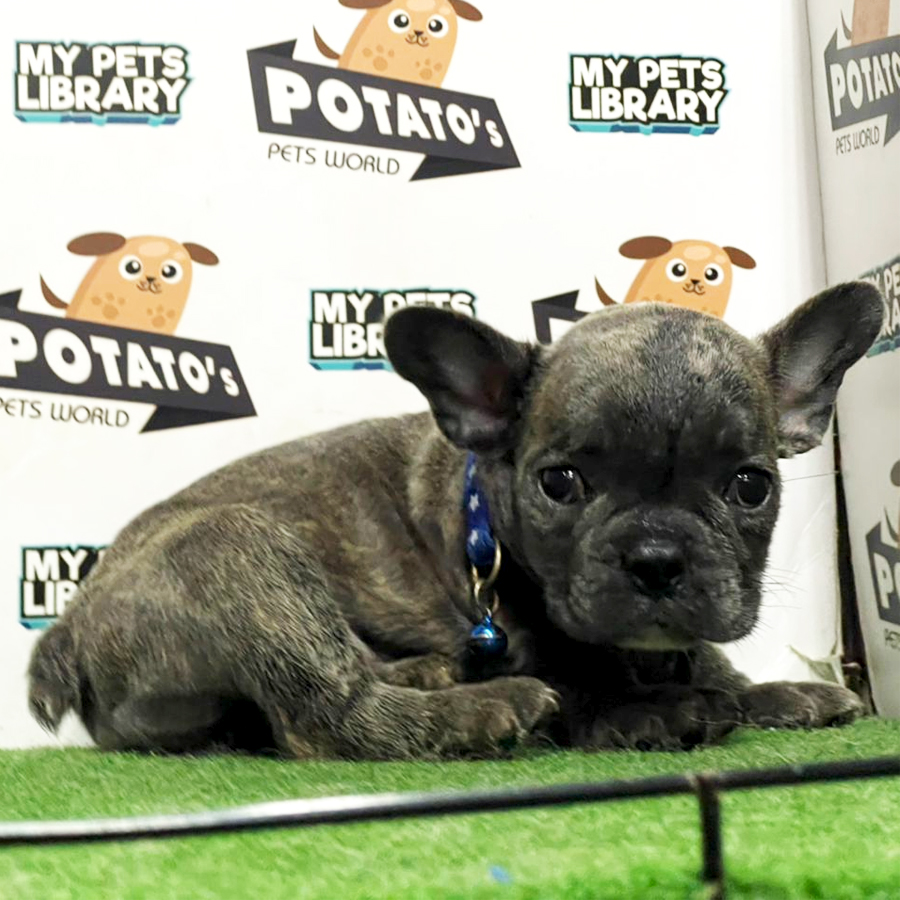 French Bulldog Puppy (Female) For Sale