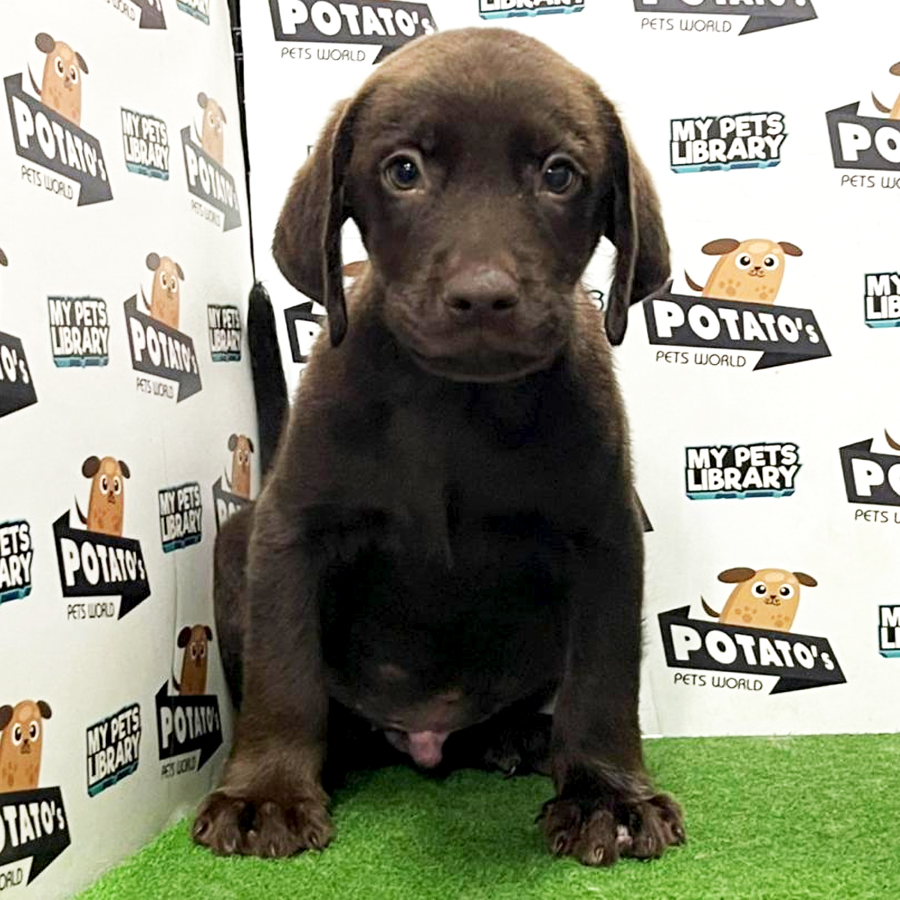 Labrador Puppy (Male) For Sale