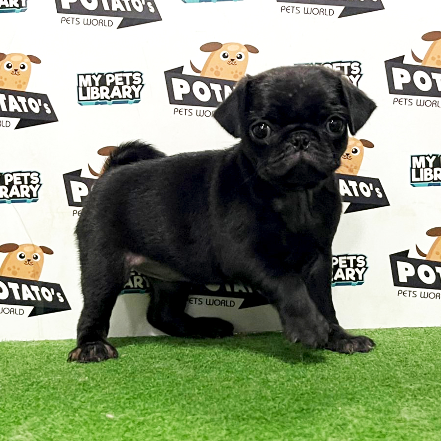 Pug Puppy (Female) For Sale