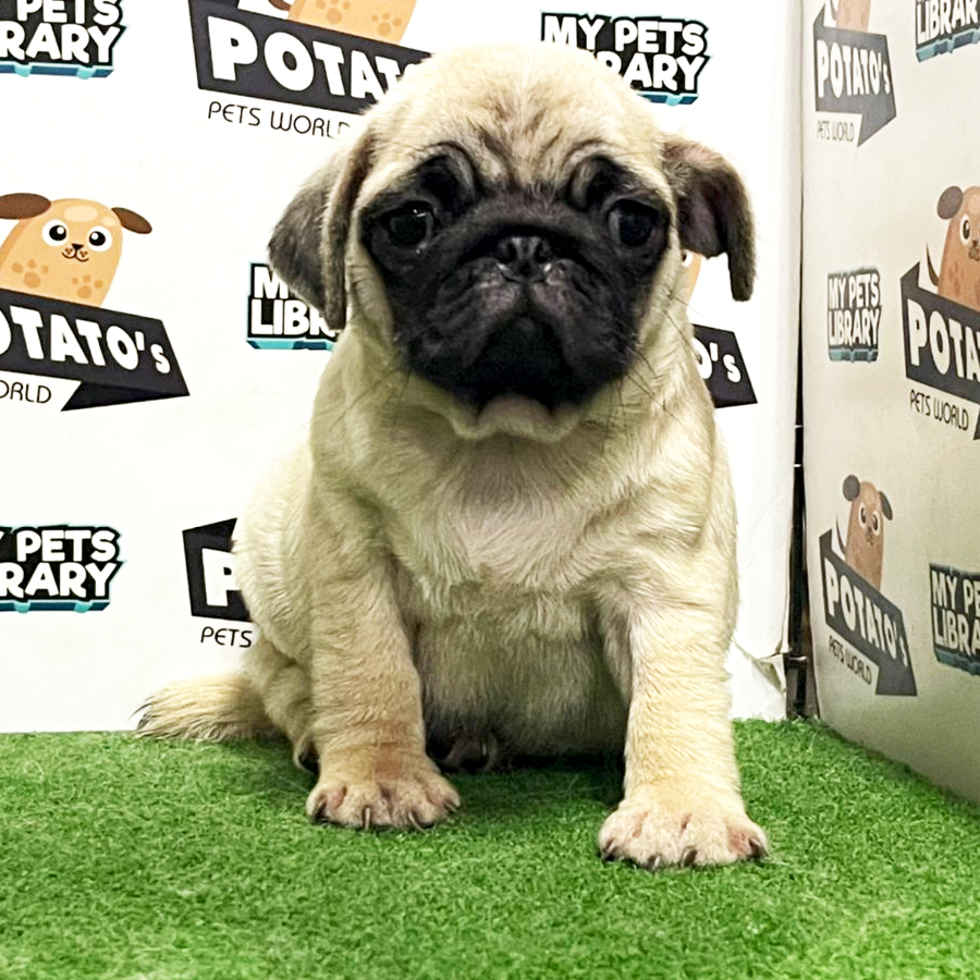Pug Puppy (Female) For Sale