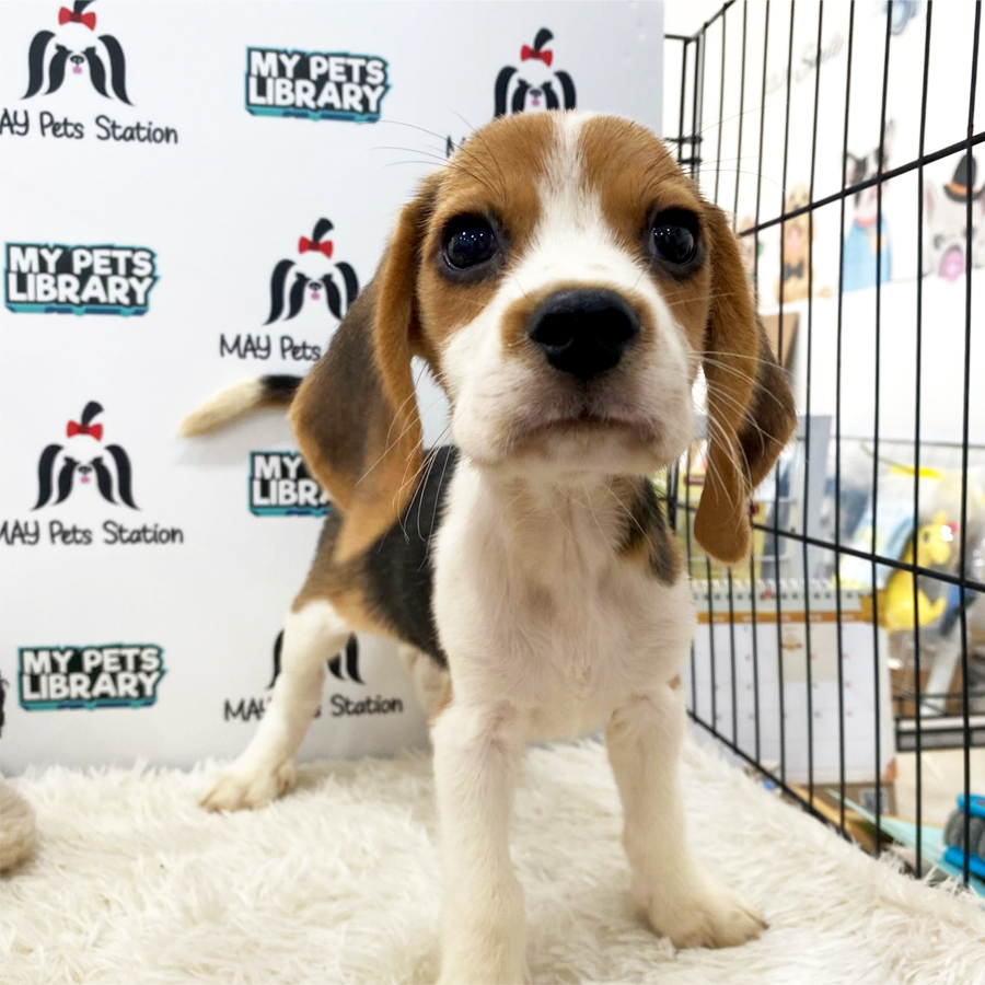 Beagle Puppy (Male) For Sale