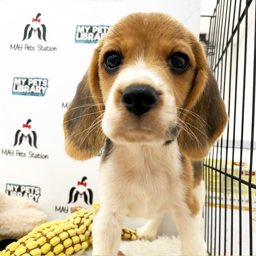 Beagle Puppy (Male) For Sale