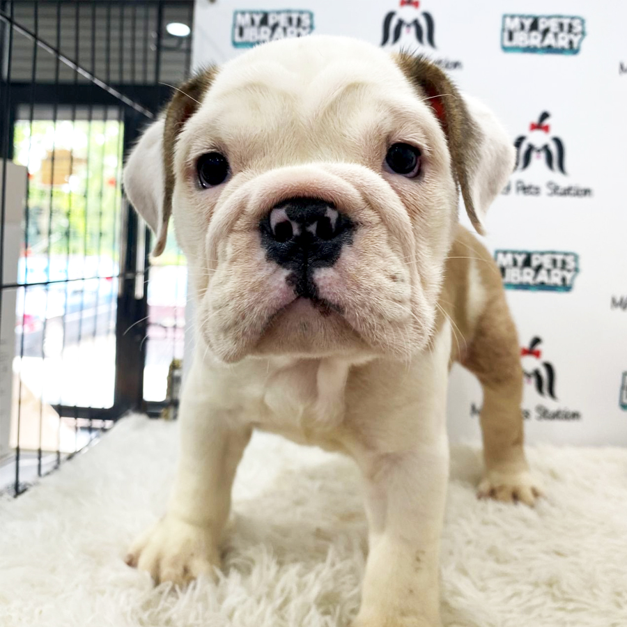 English Bulldog Puppy (Male) For Sale